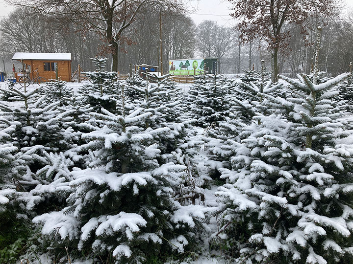 Weihnachtbaumverkauf auf Linderskamp's Hof